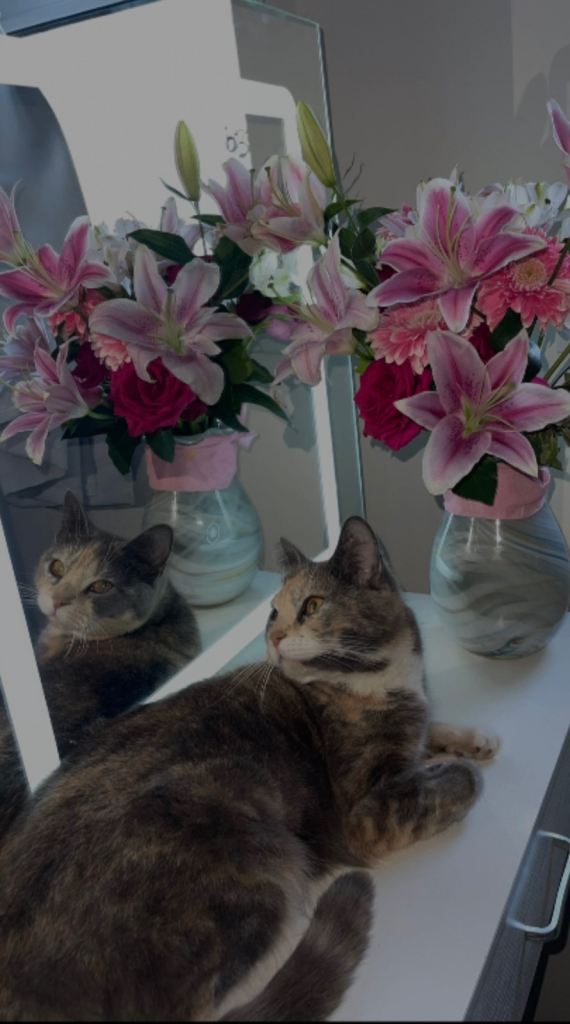 Siblings Cats Urgent