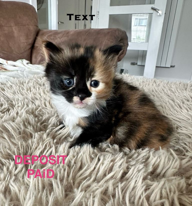 Kittens ready from 7th August 