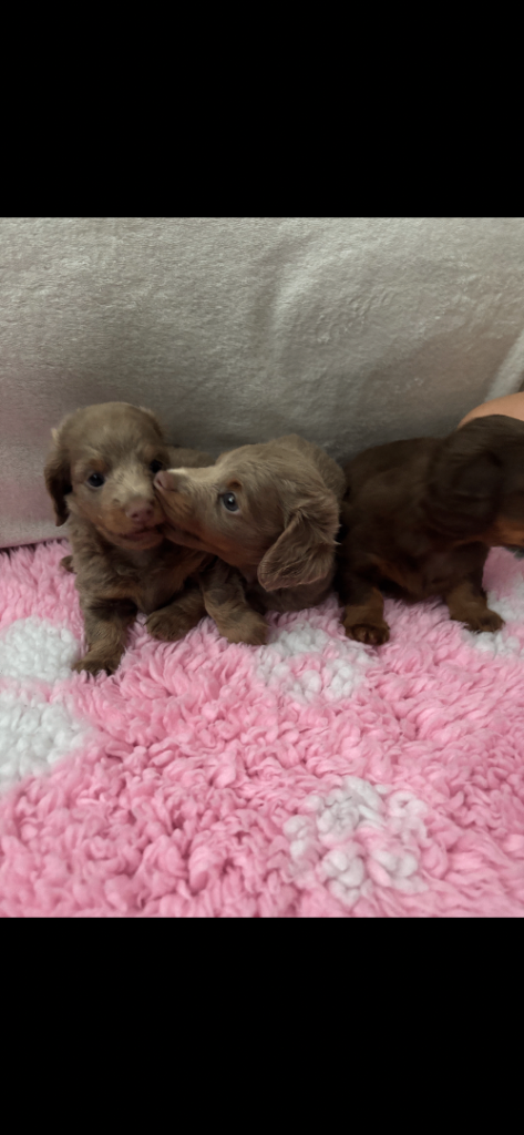 Miniature dachshund