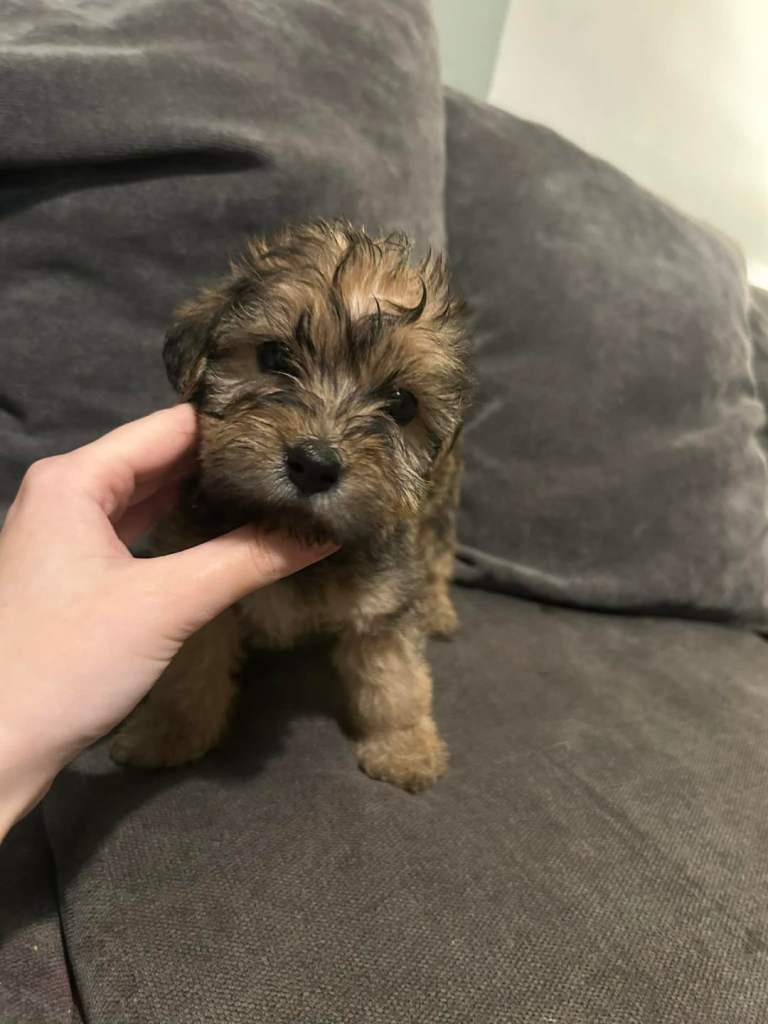 Fox terrier cross shih tzu 