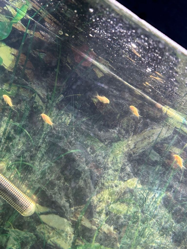 albino corydora juveniles