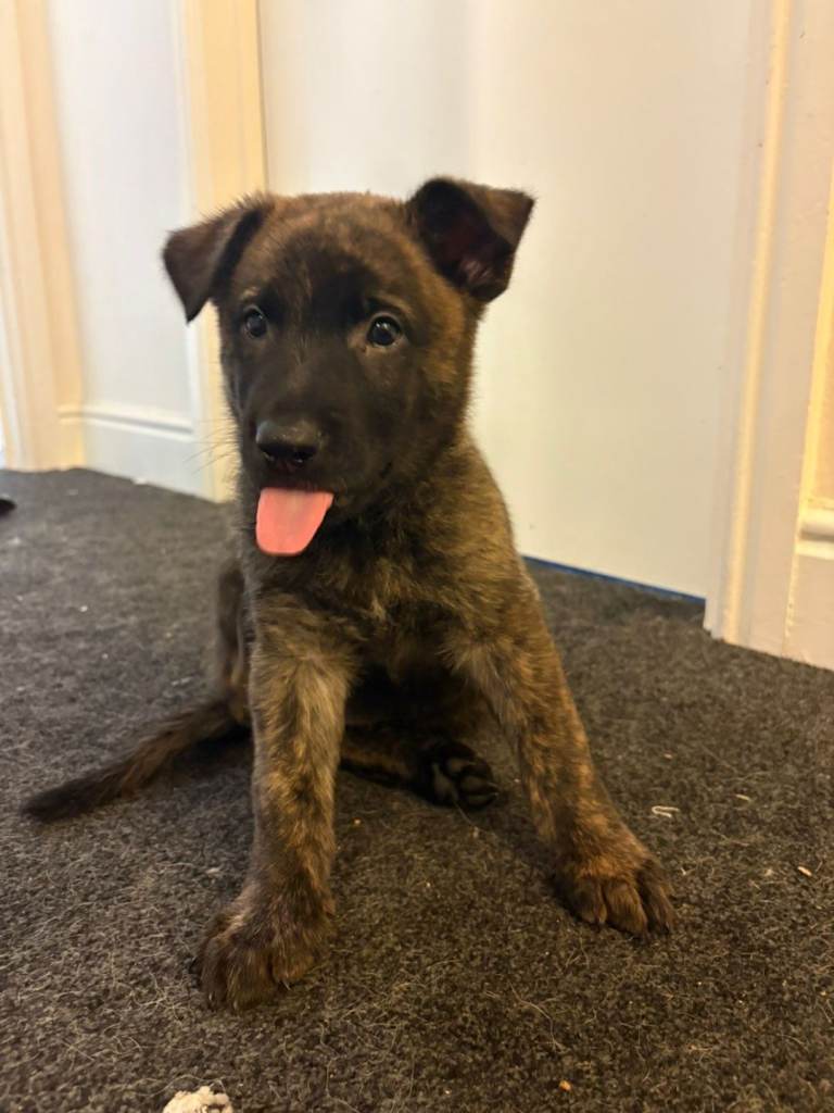 German shepherd x Belgium 