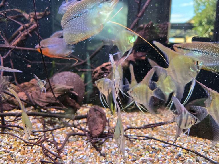 10 angel fish for sale, tropical fish