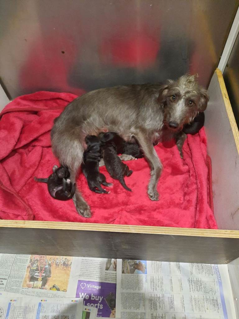 bedlington x whippet puppies