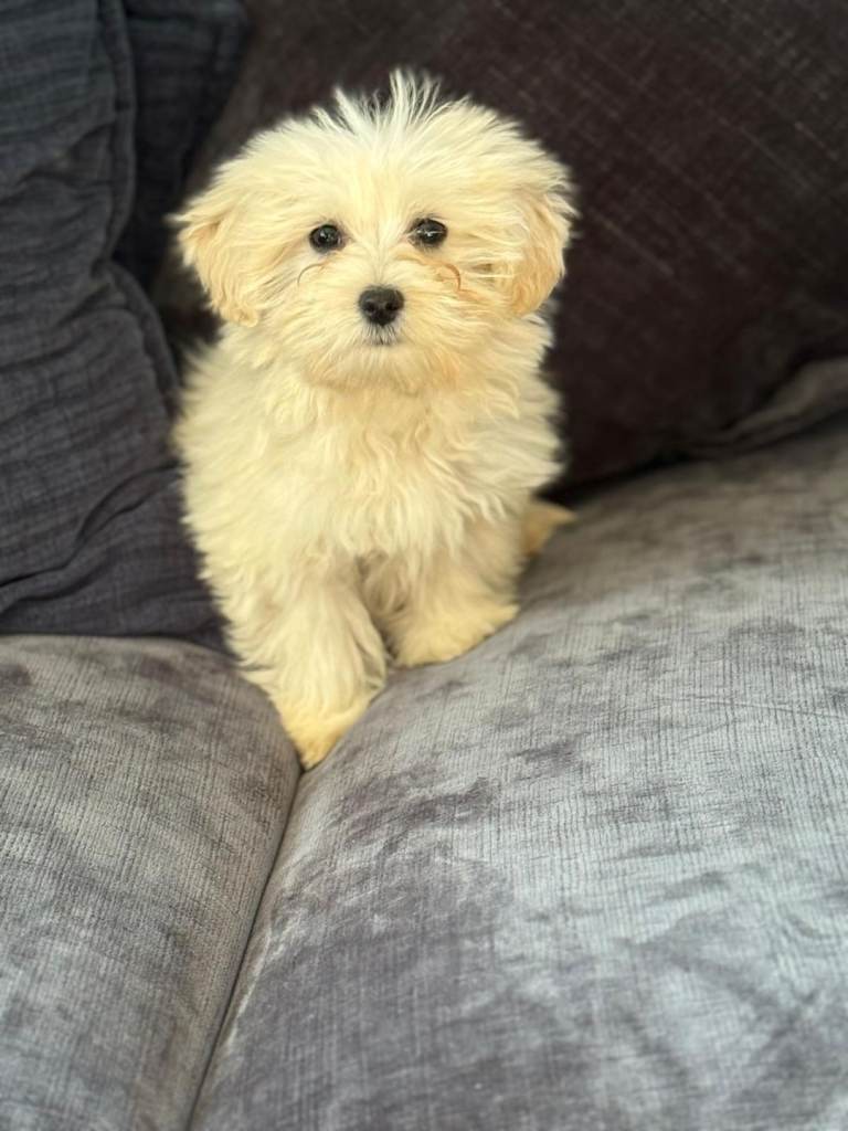 Cotonoodle pup male fully vaccinated 