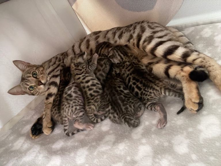 6 beautiful kits for sale 