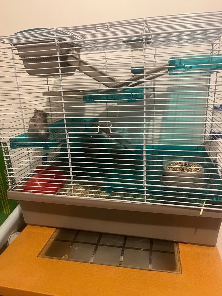 Russian dwarf hamater