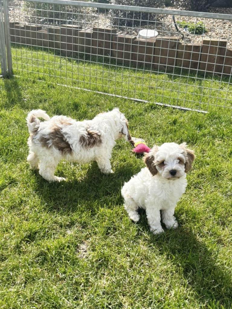 Cavachon puppys 