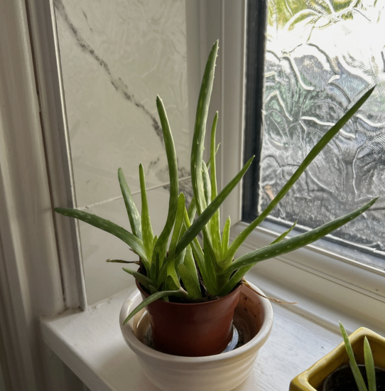 Three Young Aloe Vera Plants Size 12-15 Cm