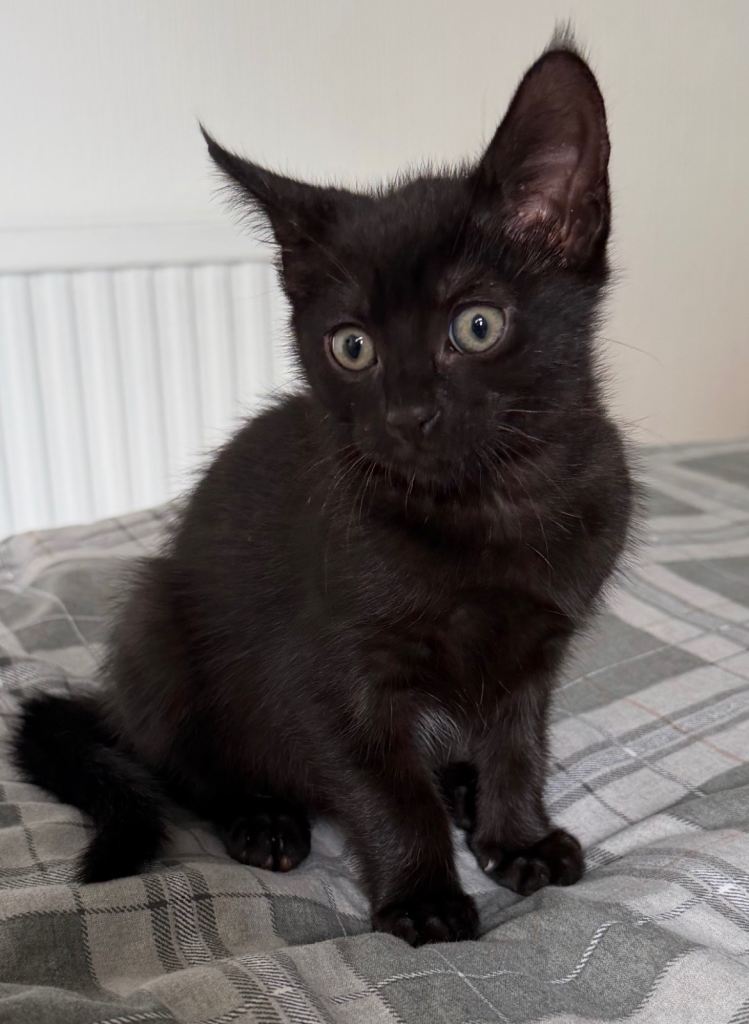 Black kitten 