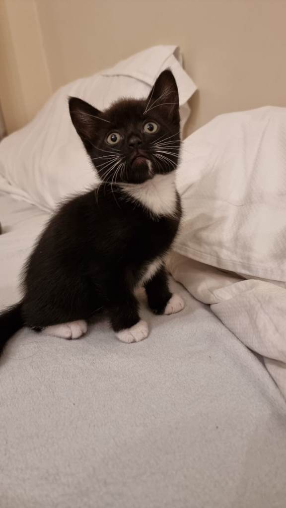 7 Adorable Kittens Looking for Their Forever Homes 🐾❤️