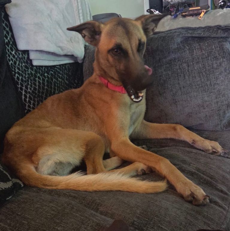 Ruby Is Looking For A New Home