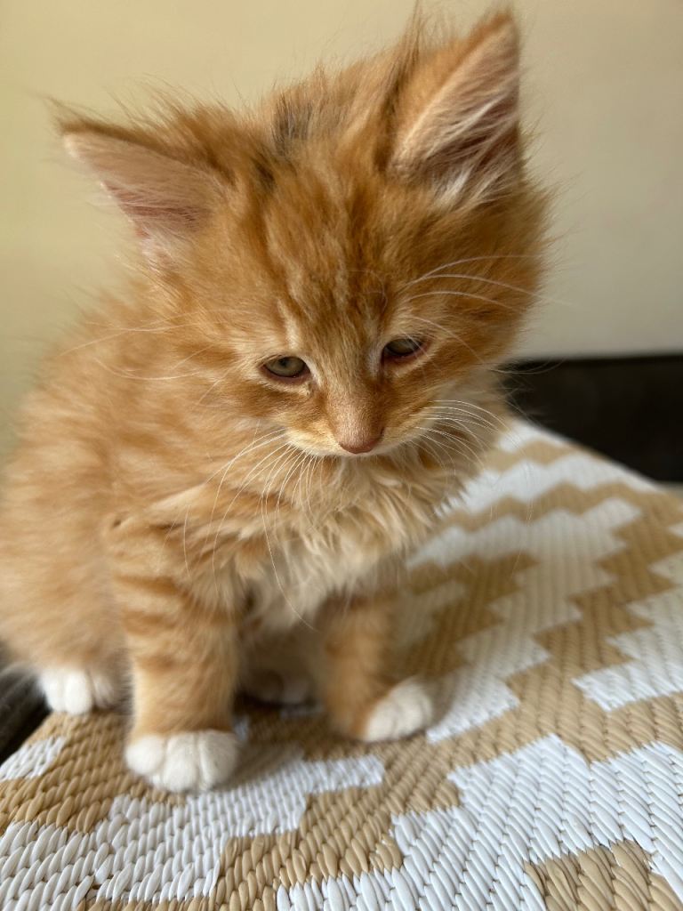 Litter from Mainecoon mother