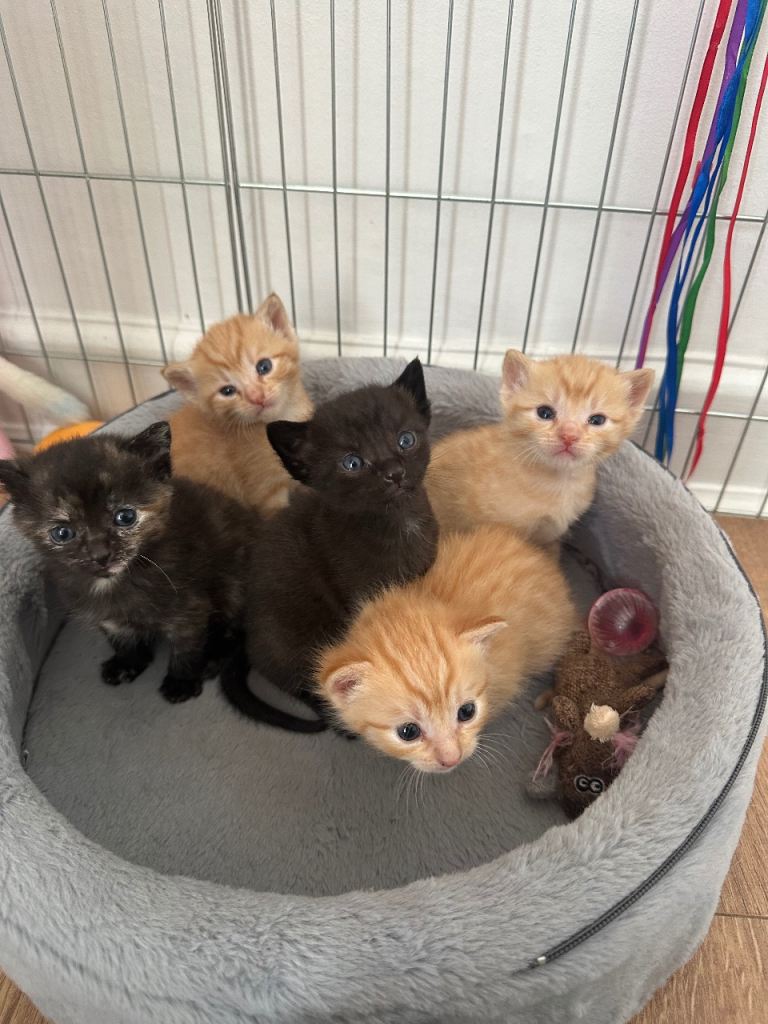Beautiful Kittens for sale, country kitten ginger black tortoise kittens