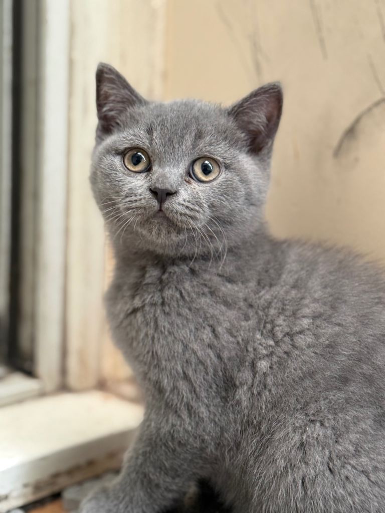 Beautiful British Shorthair kitten