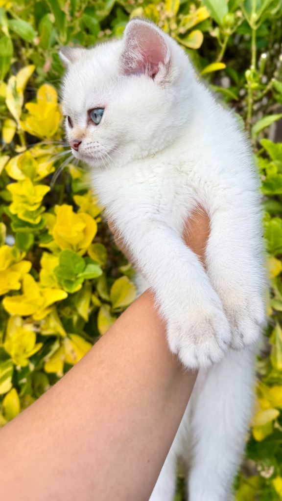Beautiful Scottish Straight Silver Shaded Kitten – Ready Now