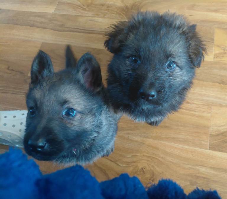 German shepered puppies