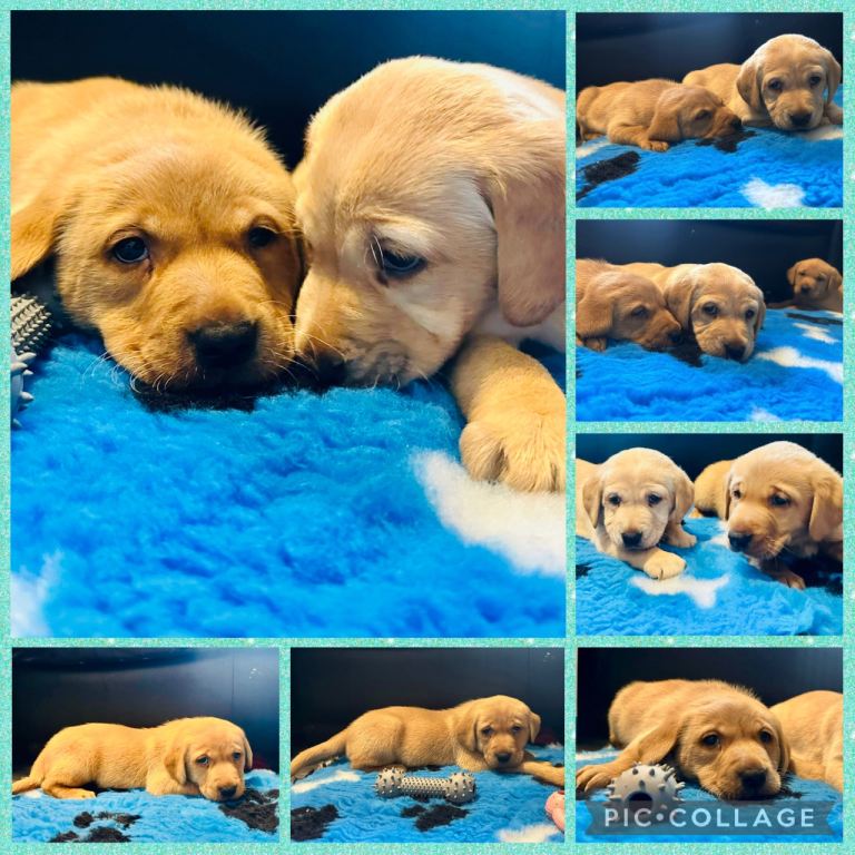 Litter of Labrador Retriever Puppies ready to go now 