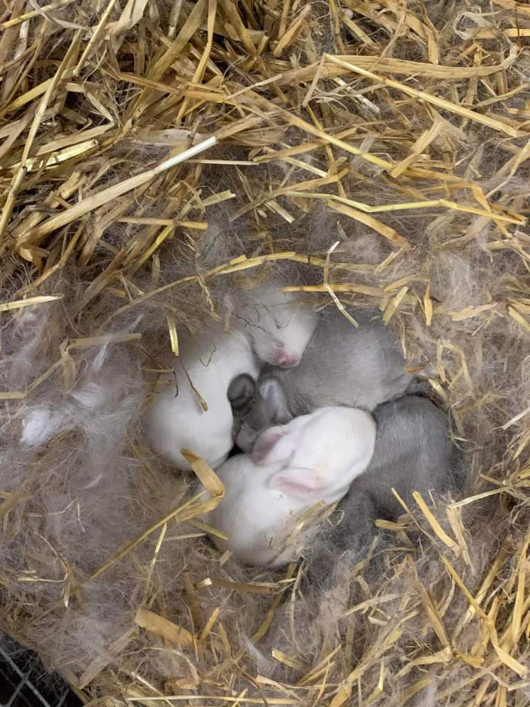 Giant breed bunnies and Netherland dwarfs 