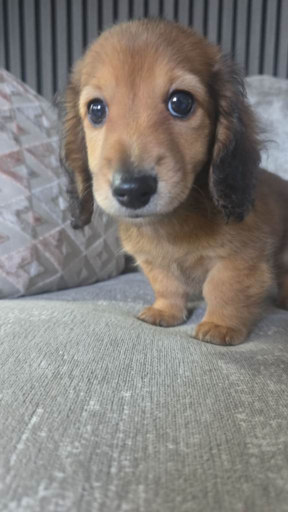 Long hair miniature dachshund kc