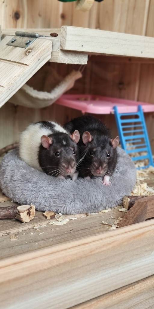 Two rats looking for new home