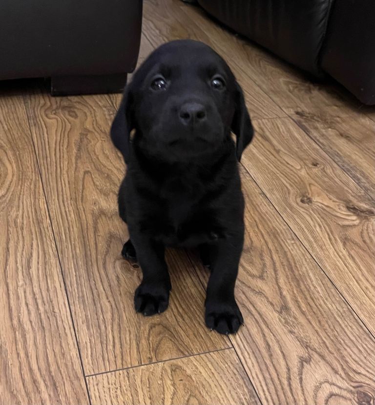 KC Labrador Retriever Puppies