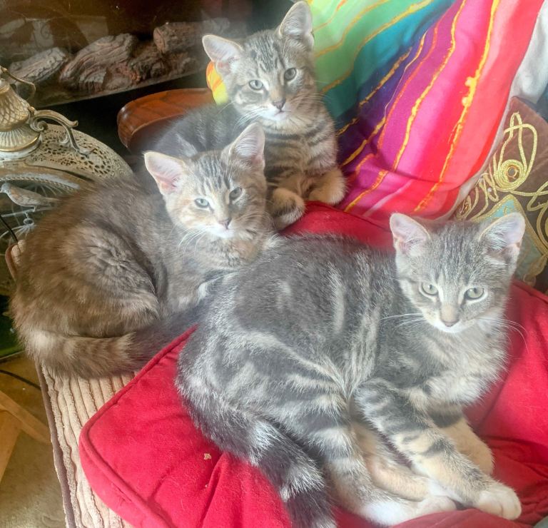 For Sale Three Gorgeous Grey Tabby/Mottled Kittens