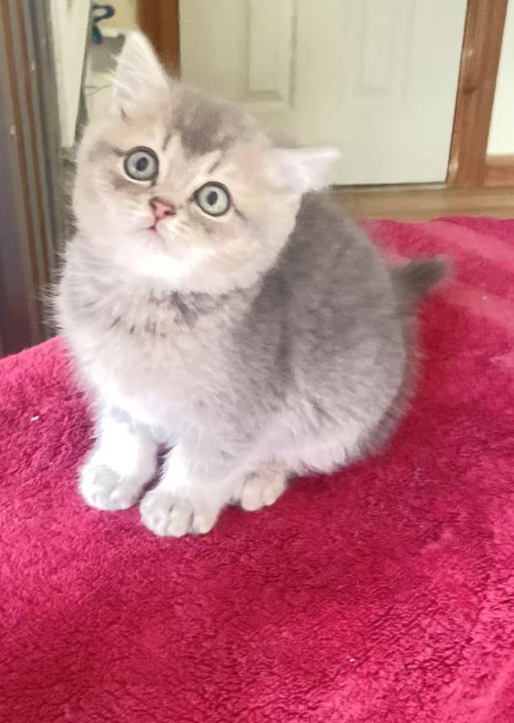 Pure breed lilac golden boy