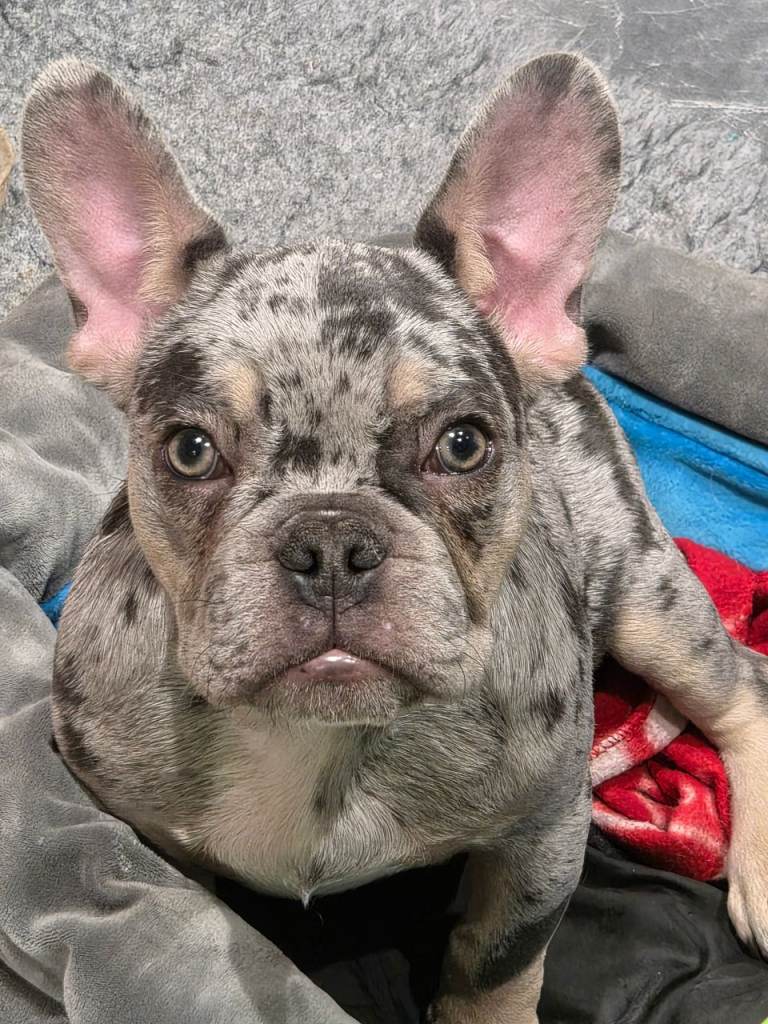 French Bulldog Puppies 