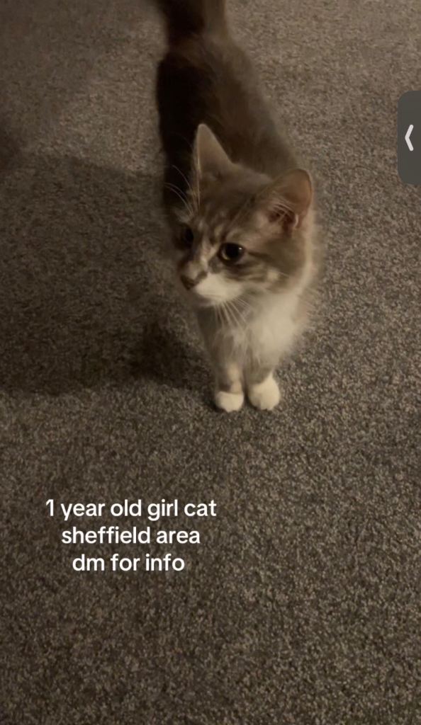 Kittens for sale 