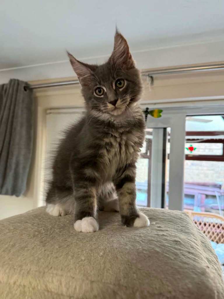 Tica Pedigree Maine Coon Kittens Ready Now