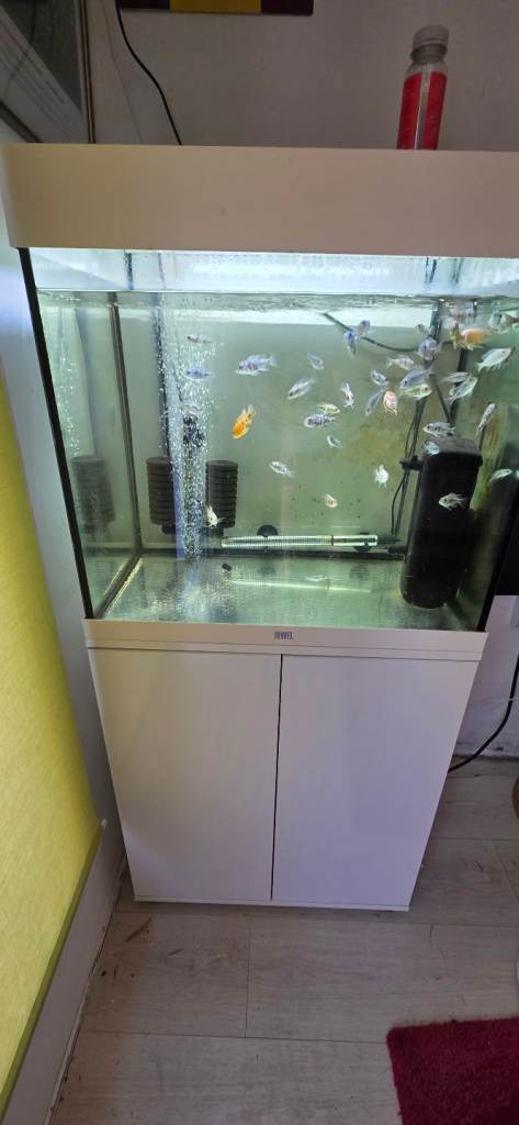 Malawi Cichlid full set up