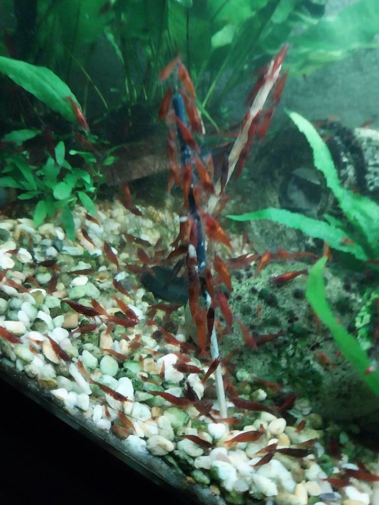 Red Shrimp