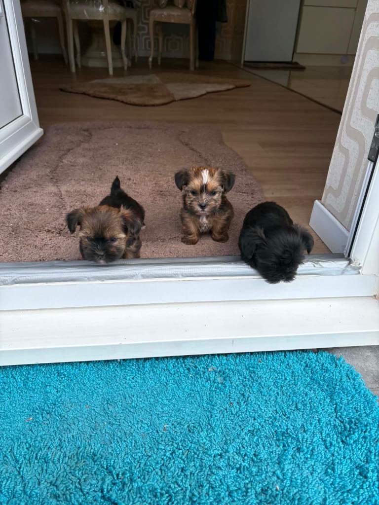 Yourkie/shih tzu puppys 