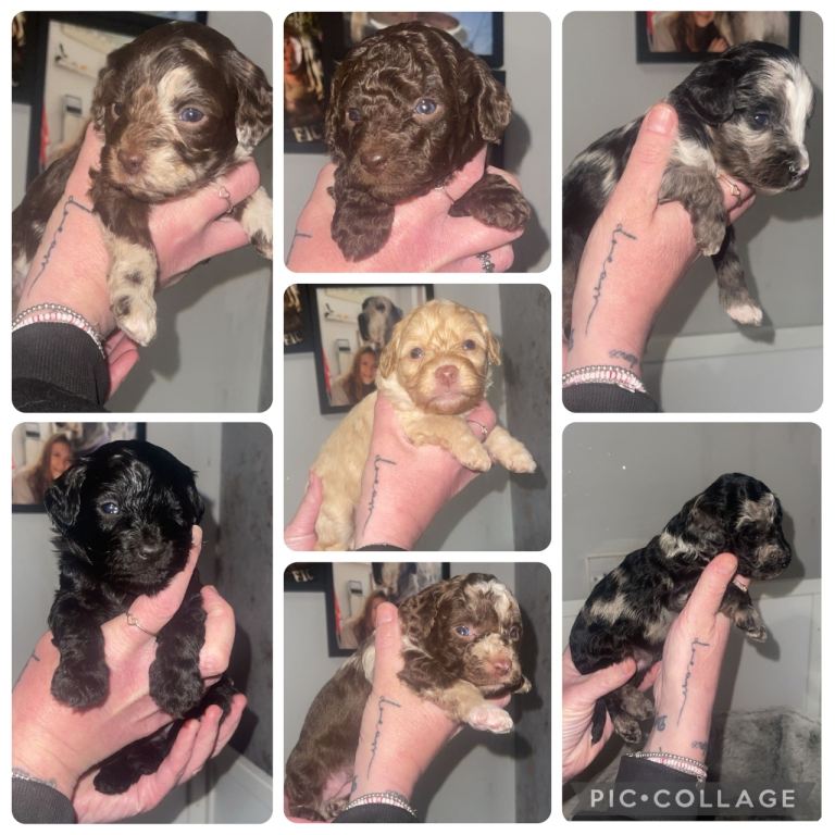 Beautiful f1b cavapoo puppies