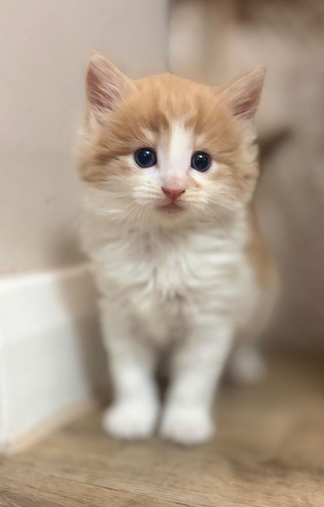 3 beautiful Maine coon x Turkish angora 