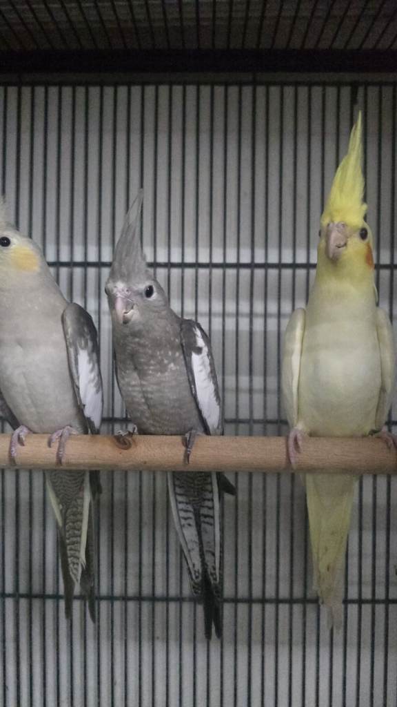 Cockatiel