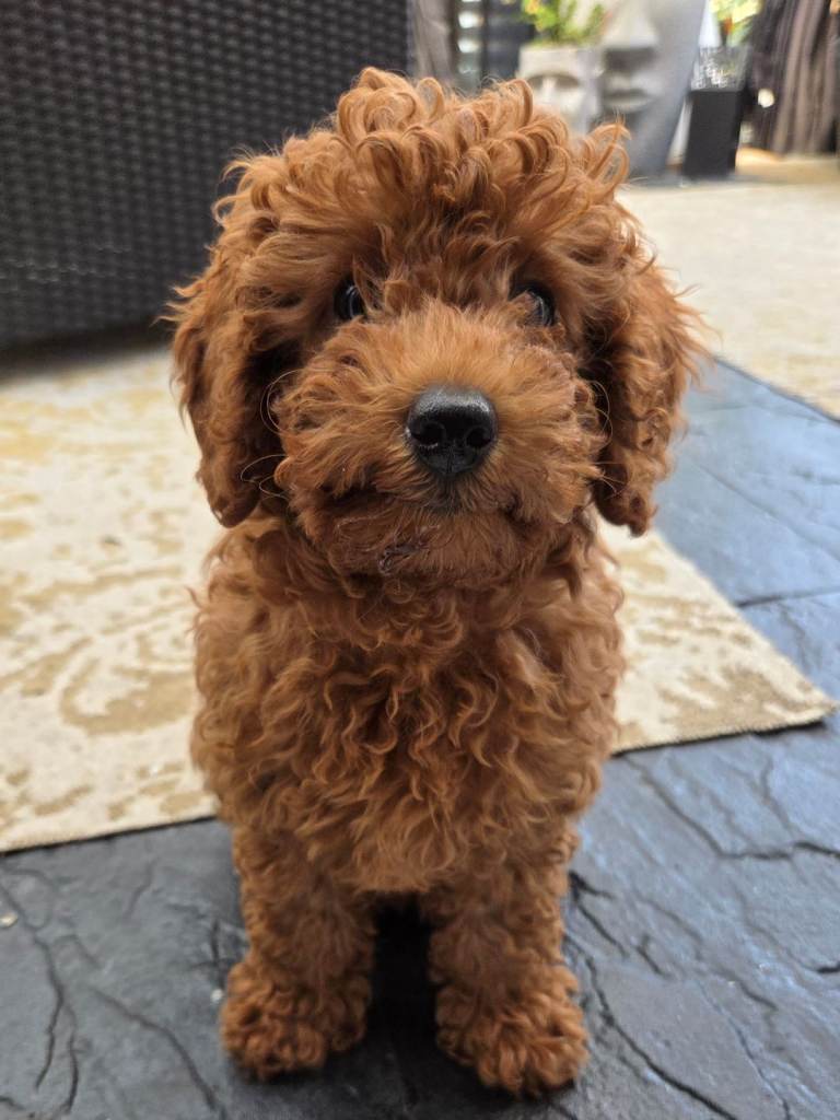 Red miniature poodle/ girl