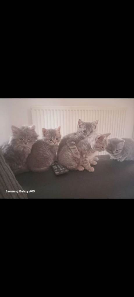 British short-hair cross