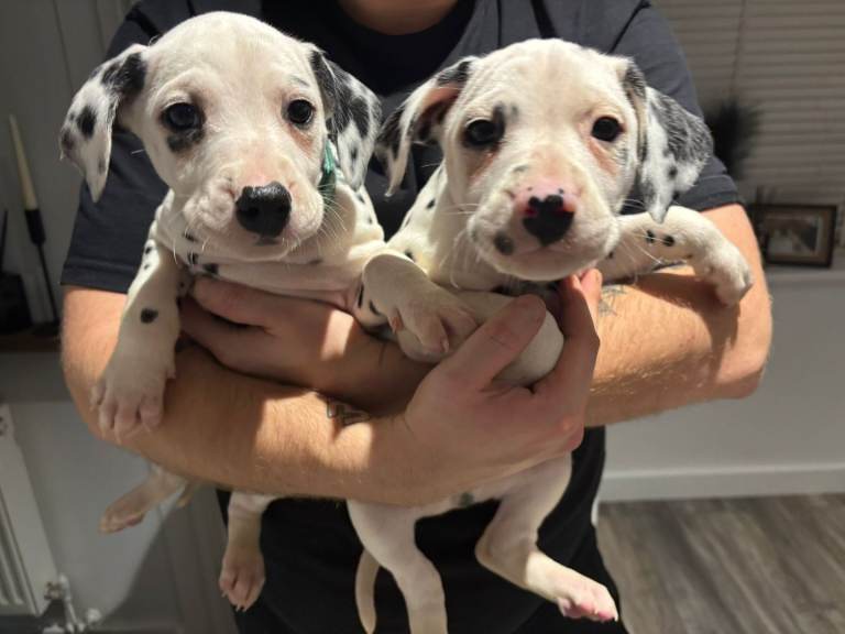 Dalmatians for Sale (Last 2 Boys) 