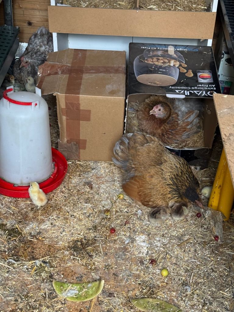 Chicks 