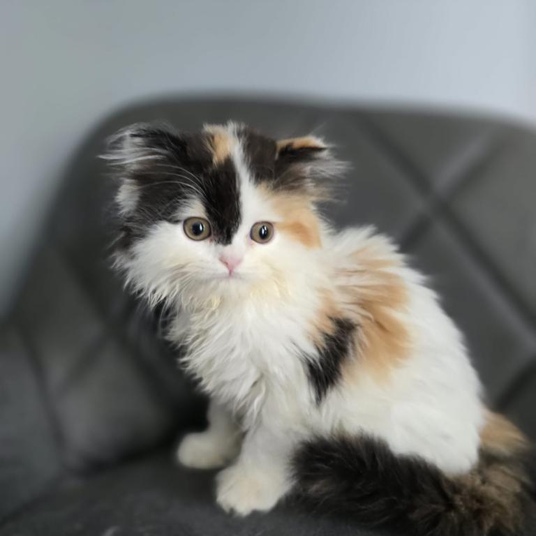 Scottish Straight Kittens