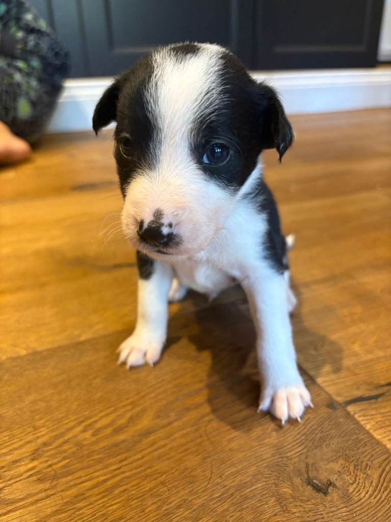 Puppies for sale