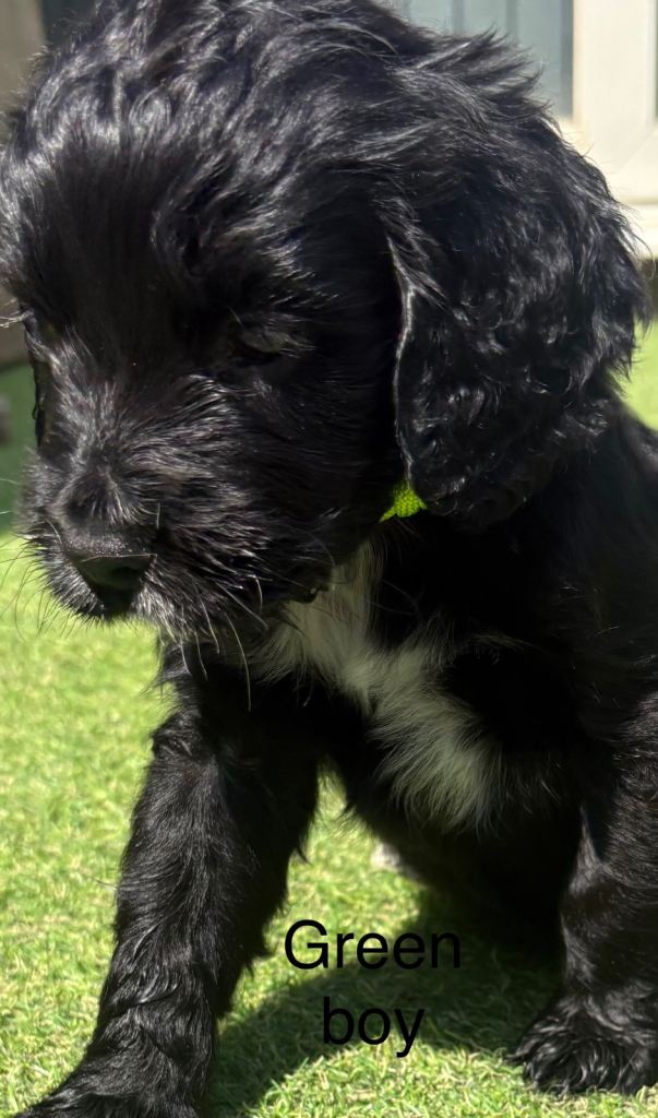 Cocker spaniels 
