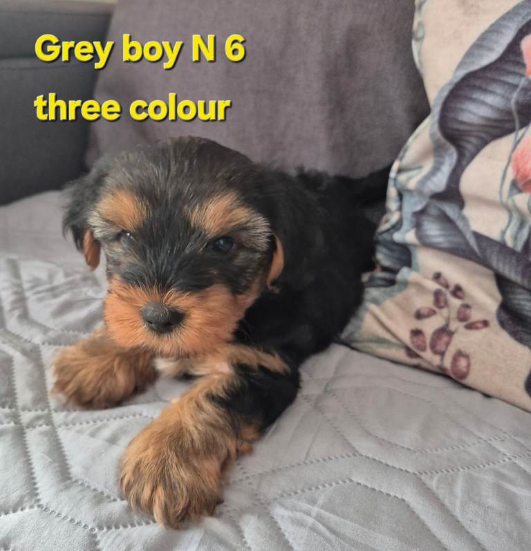 Yorkshire/Biewier terrier puppies 