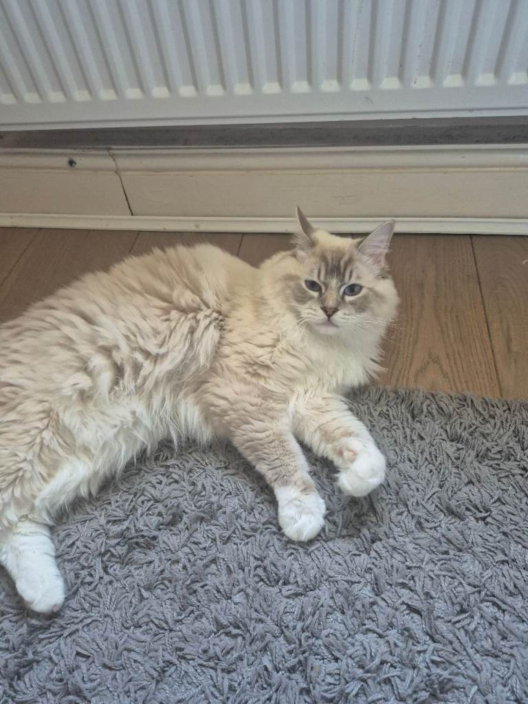 Gorgeous Ragdoll Cat For Sale ~ 10 Months