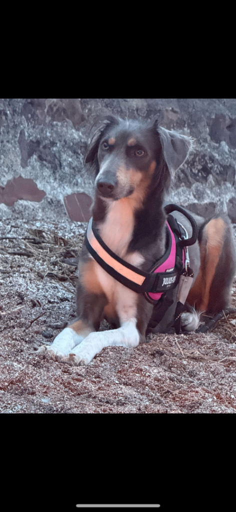 Saluki greyhound looking for a new home