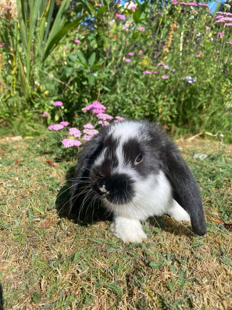 Pure french lop rabbits mixed genders 