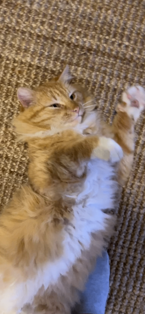 Rehome***Garfield is looking for his forever home 