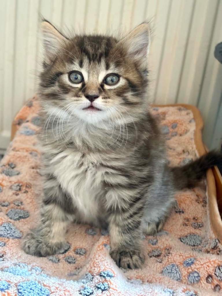 Long hair kittens